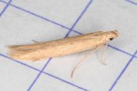 Batrachedra parvulipunctella