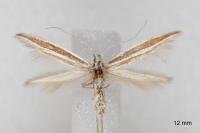 Coleophora bilineella