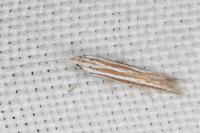 Coleophora bilineella