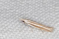Coleophora bilineella