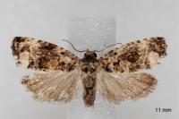 Endothenia oblongana