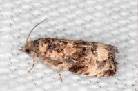 Endothenia oblongana