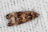 Endothenia oblongana