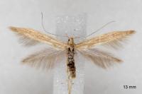 Coleophora sternipennella