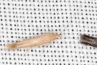 Coleophora sternipennella