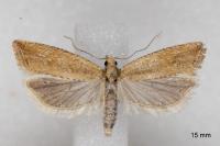 Bactra lancealana