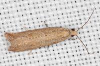Bactra lancealana