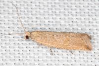 Bactra lancealana