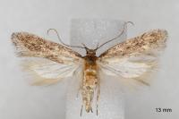 Telphusa cistiflorella