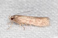 Telphusa cistiflorella