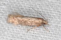 Telphusa cistiflorella