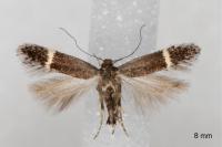 Aproaerema suecicella