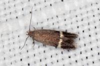 Aproaerema suecicella