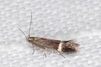 Aproaerema suecicella