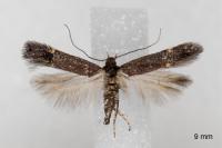 Oxypteryx immaculatella