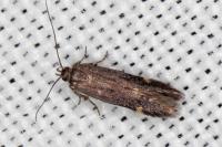 Oxypteryx immaculatella