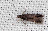 Oxypteryx immaculatella