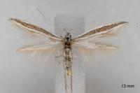 Coleophora bilineella