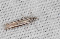 Coleophora bilineella