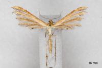 Oxyptilus laetus