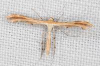Oxyptilus laetus
