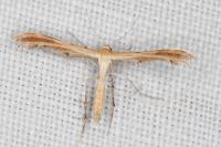 Oxyptilus laetus