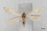Ptocheuusa paupella