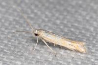 Ptocheuusa paupella