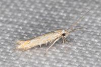 Ptocheuusa paupella