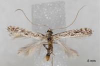 Parornix devoniella
