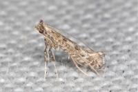 Parornix devoniella