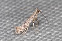 Parornix devoniella