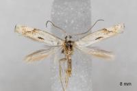 Elachista contaminatella
