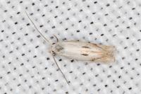 Elachista contaminatella
