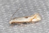 Elachista contaminatella