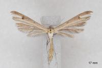 Stenoptilia grisescens