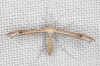 Stenoptilia grisescens