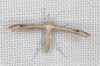 Stenoptilia grisescens