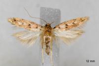 Bryotropha domestica