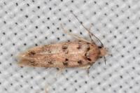 Bryotropha domestica