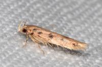 Bryotropha domestica