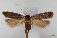 Anacampsis scintillella