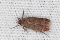 Anacampsis scintillella
