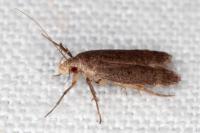Anacampsis scintillella