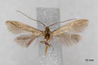 Coleophora texanella