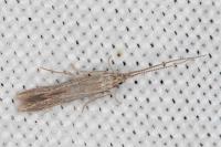Coleophora texanella