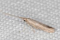Coleophora texanella
