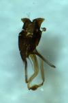 Eriocrania salopiella