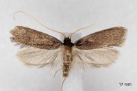 Homaloxestis briantiella