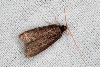 Homaloxestis briantiella